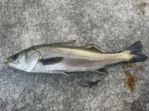 スズキの釣果