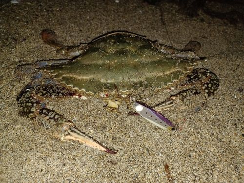 ガザミの釣果