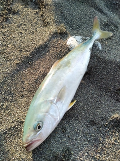 ワカシの釣果