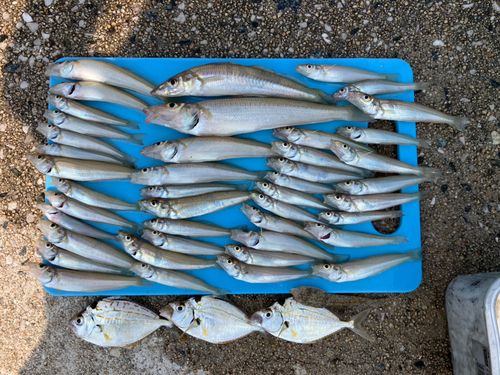 キスの釣果
