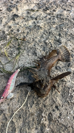 オニオコゼの釣果