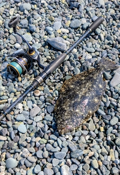 ソゲの釣果
