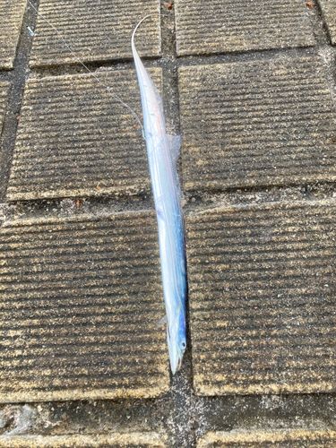 タチウオの釣果