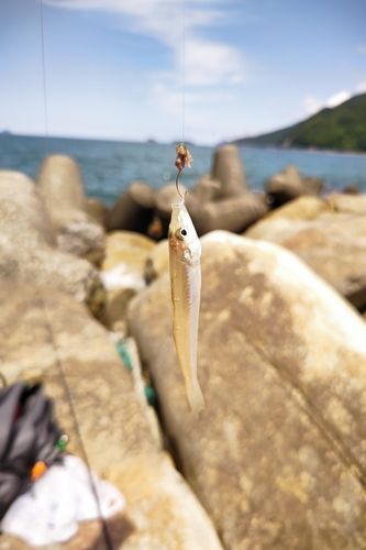 キスの釣果