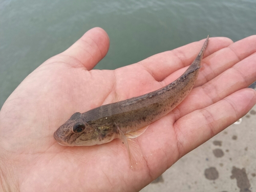 ハゼの釣果