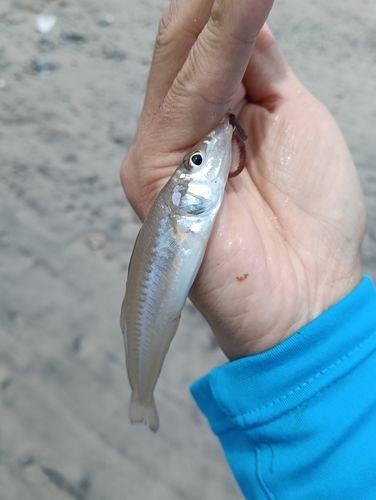 シロギスの釣果