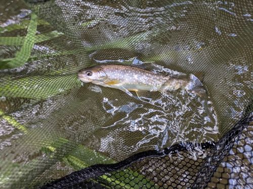 エゾイワナの釣果
