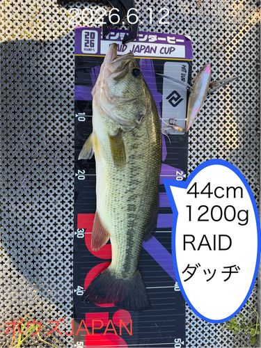 ブラックバスの釣果