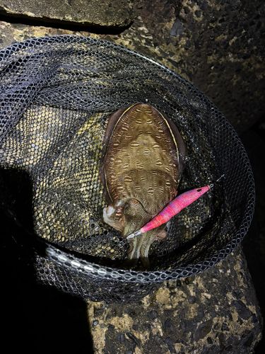 モンゴウイカの釣果