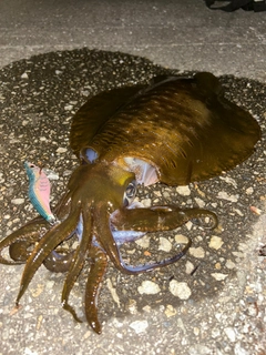アオリイカの釣果