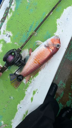 アカアマダイの釣果