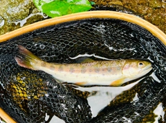 ヤマメの釣果
