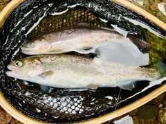 ニジマスの釣果