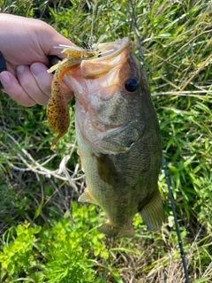 ラージマウスバスの釣果