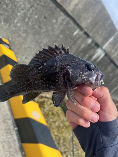 釣果