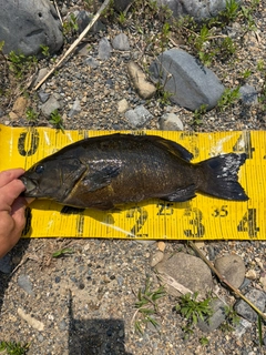 スモールマウスバスの釣果