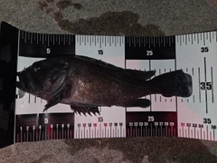 マゾイの釣果
