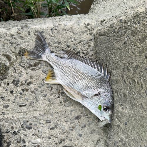 キビレの釣果