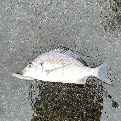 キビレの釣果