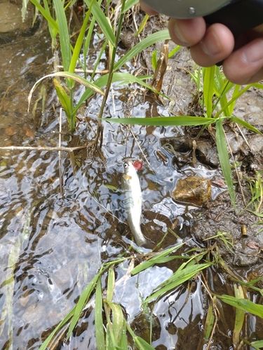 ウグイの釣果