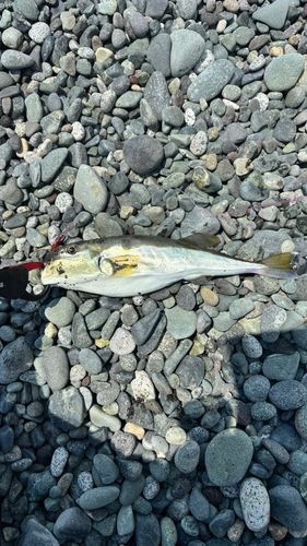 シロサバフグの釣果