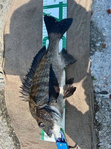 クロダイの釣果