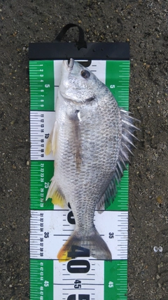 キビレの釣果