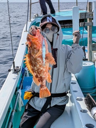 ウッカリカサゴの釣果