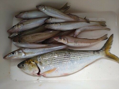 シロギスの釣果