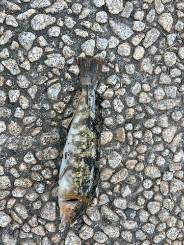 クジメの釣果