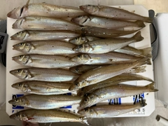 シロギスの釣果