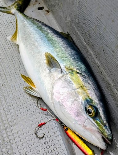 ワラサの釣果