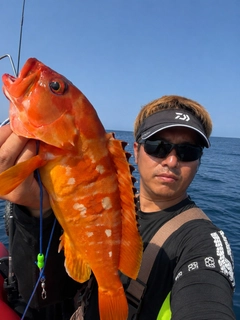 アカハタの釣果