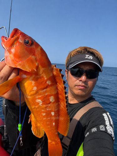 アカハタの釣果