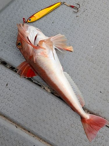 カナガシラの釣果