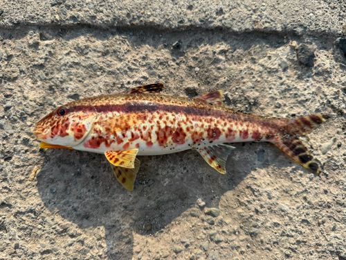 ヨメヒメジの釣果