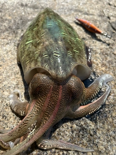 モンゴウイカの釣果