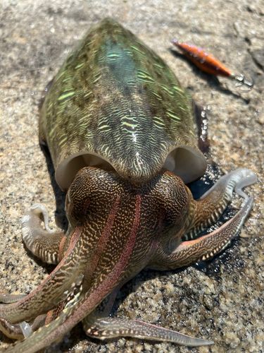 モンゴウイカの釣果