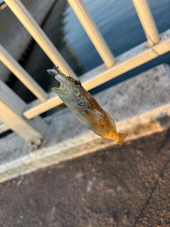 アナハゼの釣果