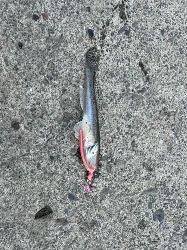 マハゼの釣果