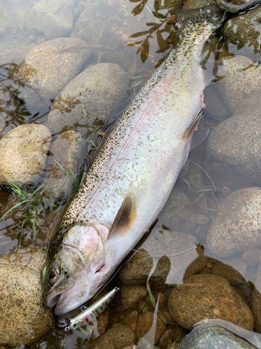 ニジマスの釣果