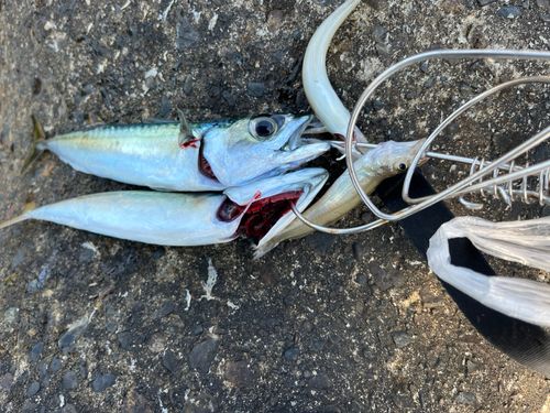 サバの釣果