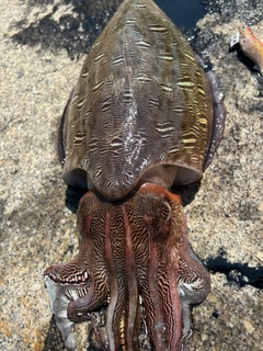 モンゴウイカの釣果