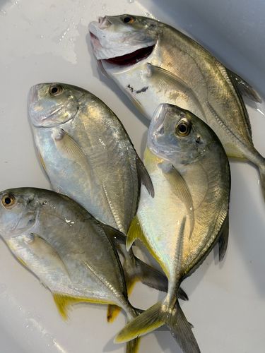 メッキの釣果