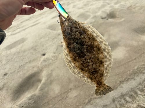 ヒラメの釣果