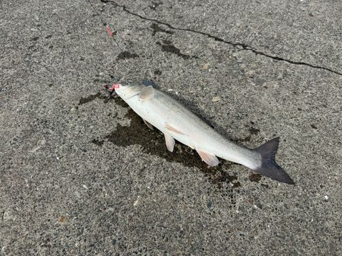 ウグイの釣果