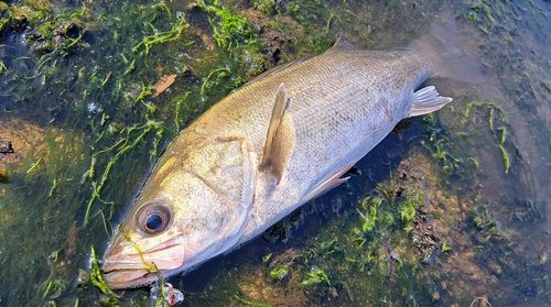 スズキの釣果
