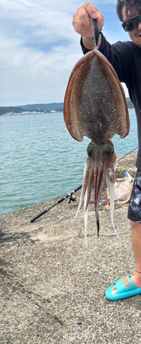 カミナリイカの釣果