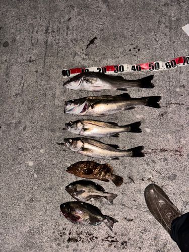 シーバスの釣果