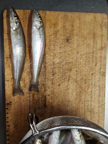 キスの釣果